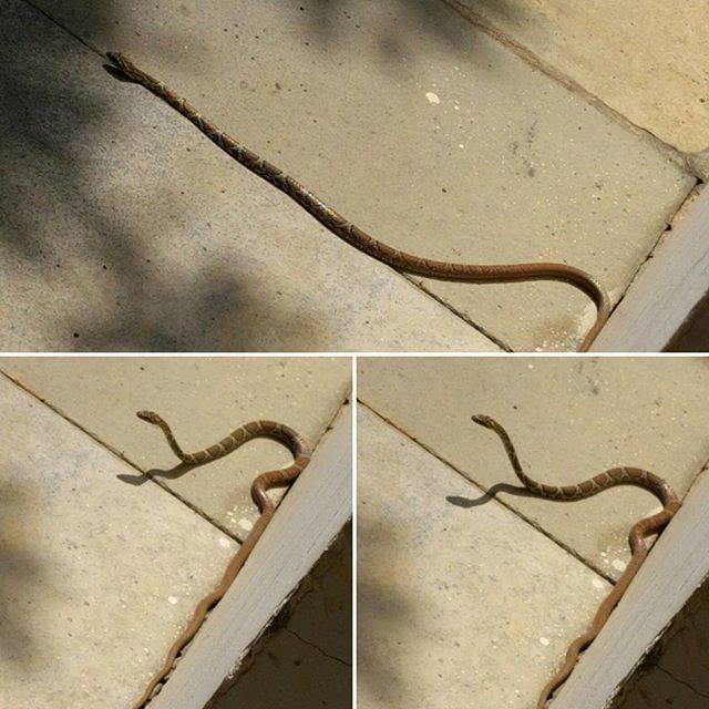 Rana met Snake at his house