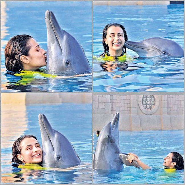 Trish Kiss Dolphin