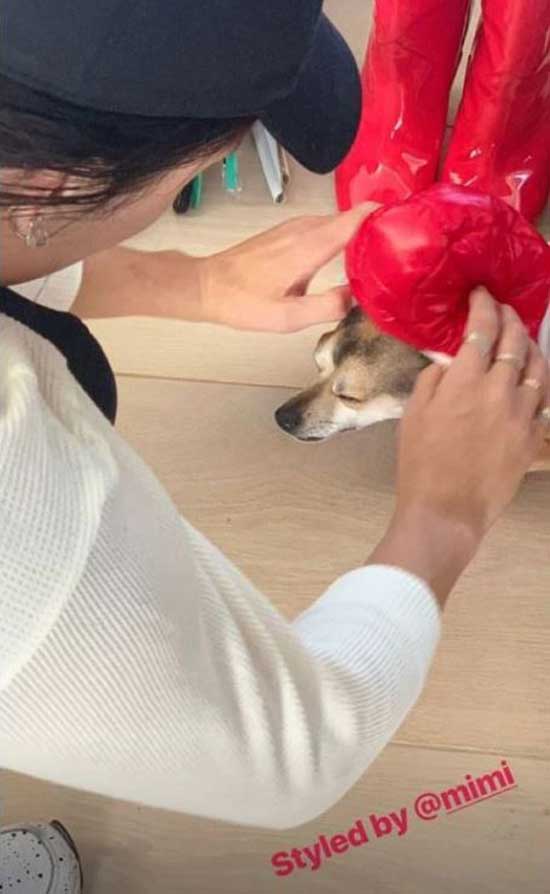 Priyanka Chopra Pet Dog
